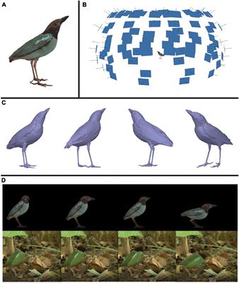 Color in motion: Generating 3-dimensional multispectral models to study dynamic visual signals in animals